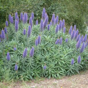 Echium candicans (Pride of Mandeira)