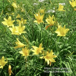 Hemerocallis Day Lily Small Yellow