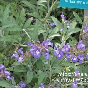 Salvia Officinalis (Common Sage)