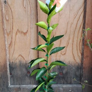 Nules Seedless Clemintine Naarchie