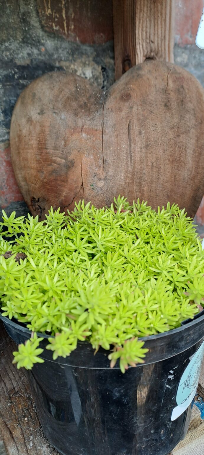 JPEG_20240926_122147_8075824396509759818-scaled.jpg Carpet Sedum