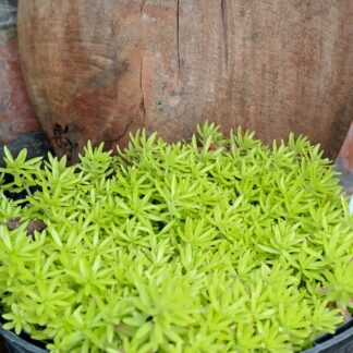Carpet Sedum