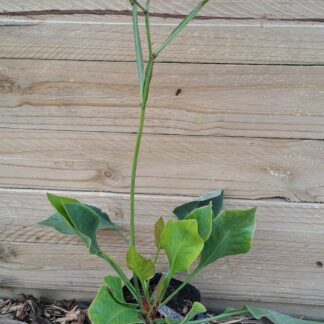 LIMONIUM PEREZII Statice 2,5L