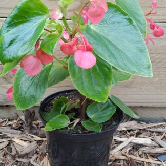 Dragon Wing Begonia Pink