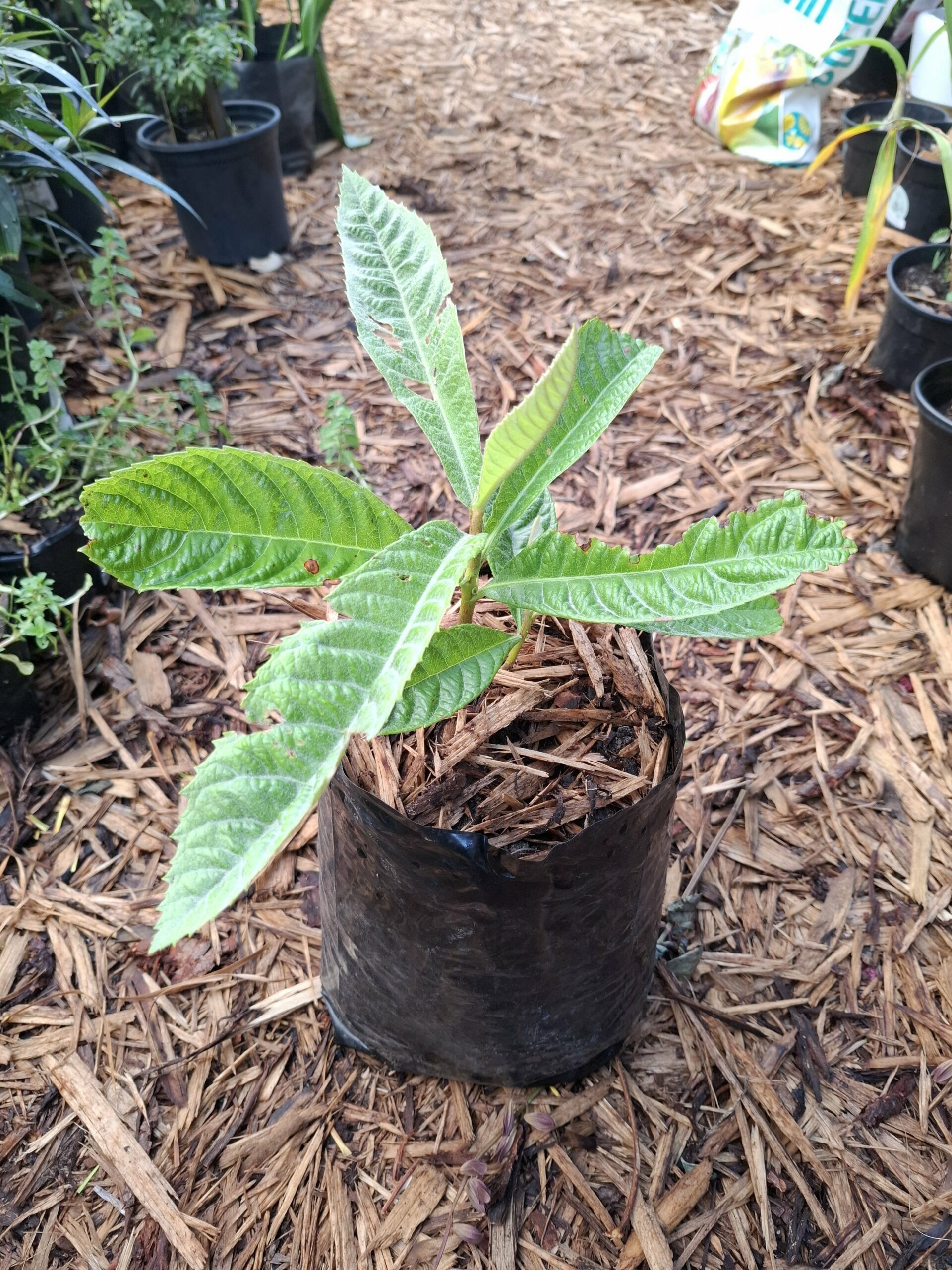 Loquat Tree - Image 3