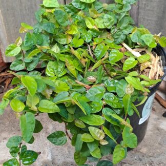 FICUS PUMILA Climbing Fig 2,5L