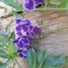 JPEG_20250226_121726_6090687123662468013-1-scaled.jpg Durantha Sapphire Showers