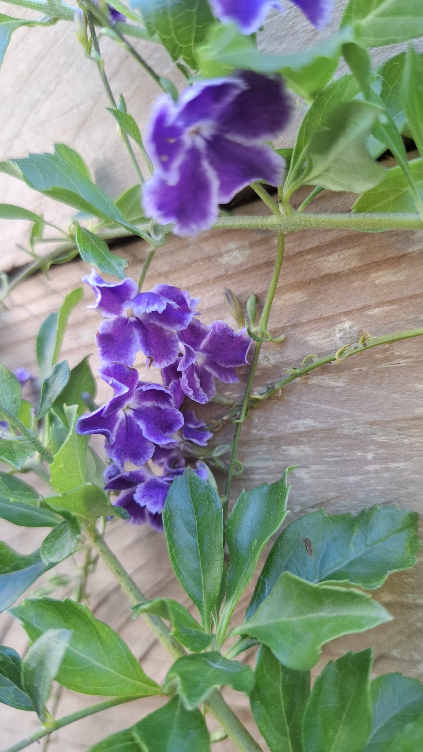 Durantha Sapphire Showers - Image 2