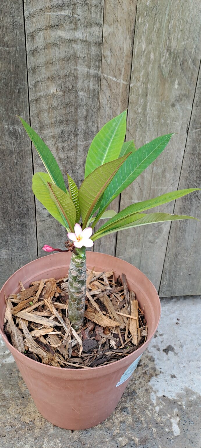 JPEG_20250311_120310_8813427715806602472-scaled.jpg Frangipani (unknown colour)