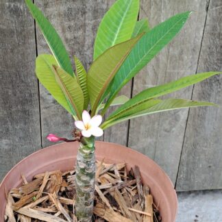 Frangipani (unknown colour)
