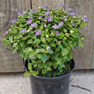 EXACUM AFFINE Persian Violet - Princess Deep Blue 15cm