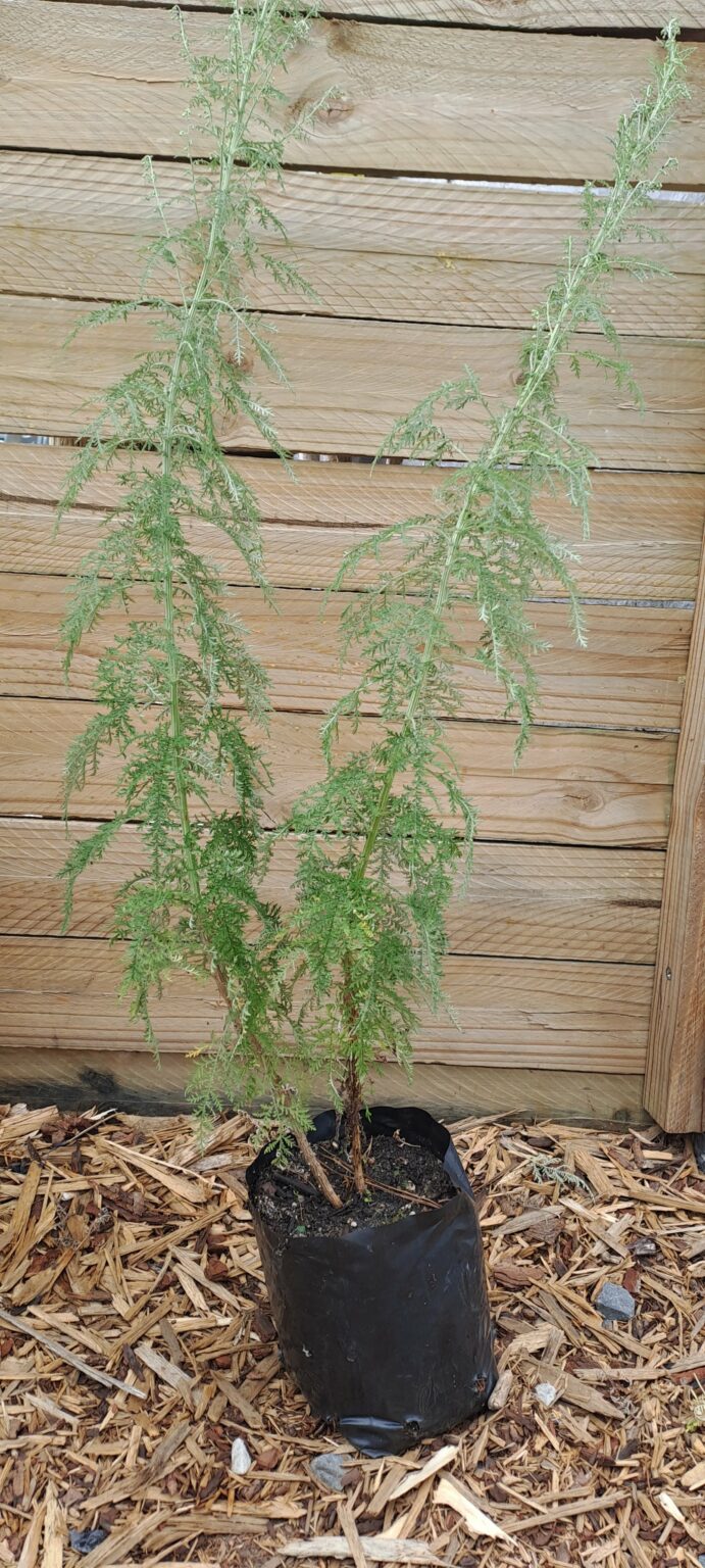 ARTEMESIA AFRA Wormwood 2,5L