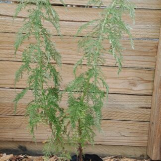 ARTEMESIA AFRA Wormwood 2,5L