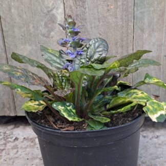 AJUGA REPTANS Bugleweed - Rainbow 15cm