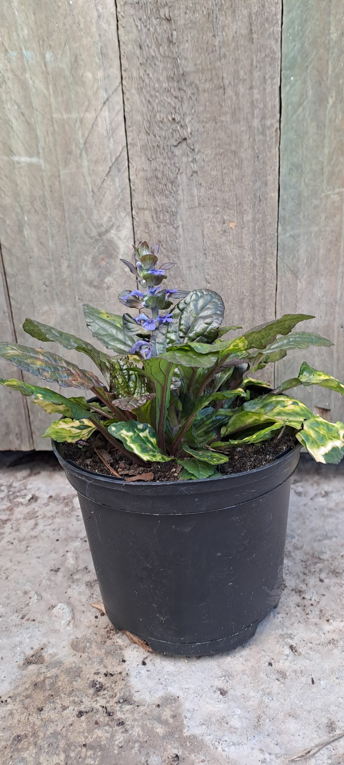 AJUGA REPTANS Bugleweed - Rainbow 15cm