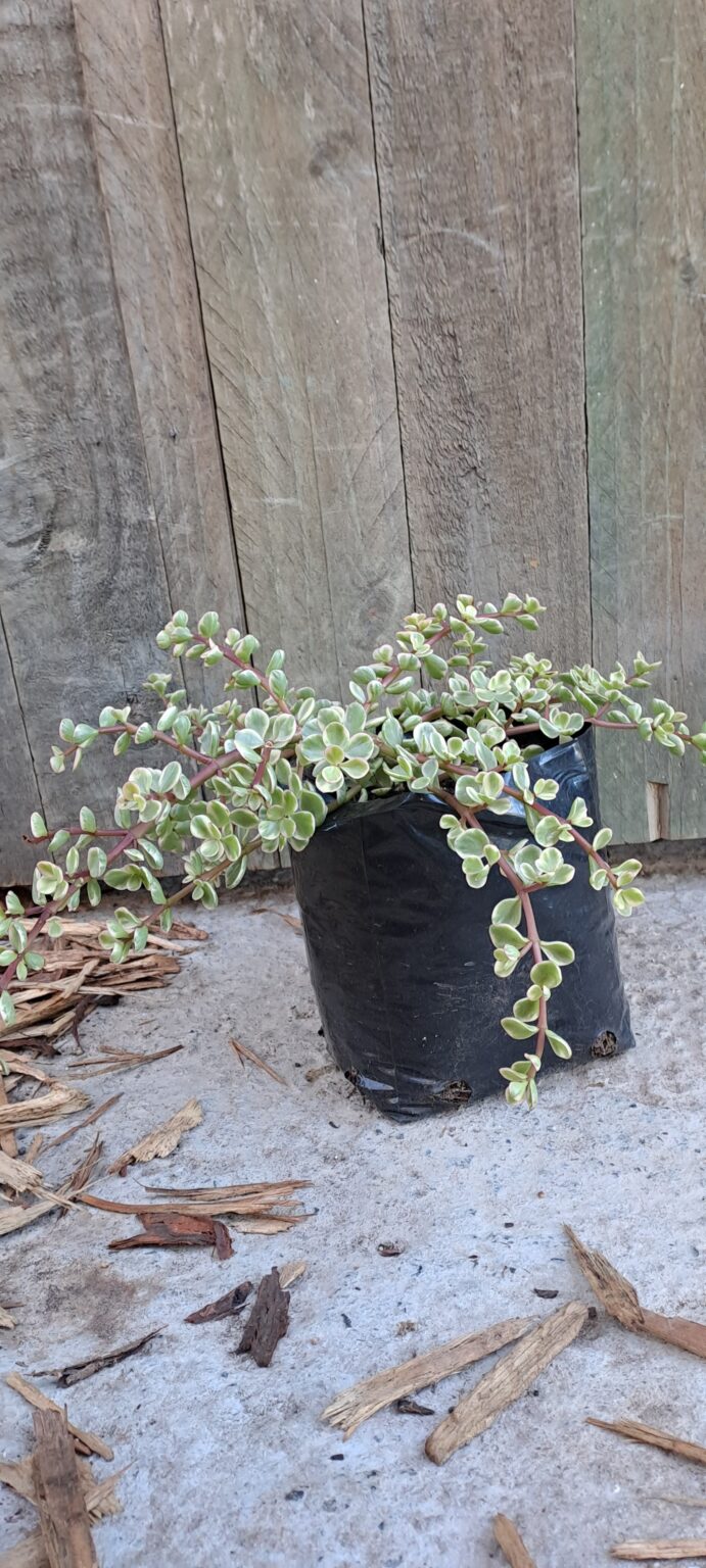 JPEG_20250424_091813_2528716362778794489-scaled.jpg PORTULACARIA AFRA Spekboom - Follis Variegata 2,5L