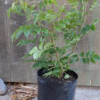 Tecomaria Cape Honeysuckle Red