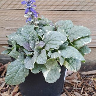 AJUGA REPTANS Bugleweed - Burgundy Glow 15cm