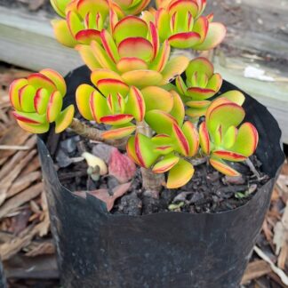 Crassula Ovata "Hummels sunset" Jade plant
