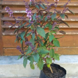 OCIMUM KILIMANDSCHARICUM ? BASILICUM African Blue Basil - Dark Opal 2,5L