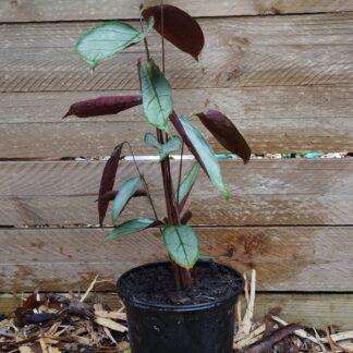 Ctenanthe Setosa (Never Never Plant)