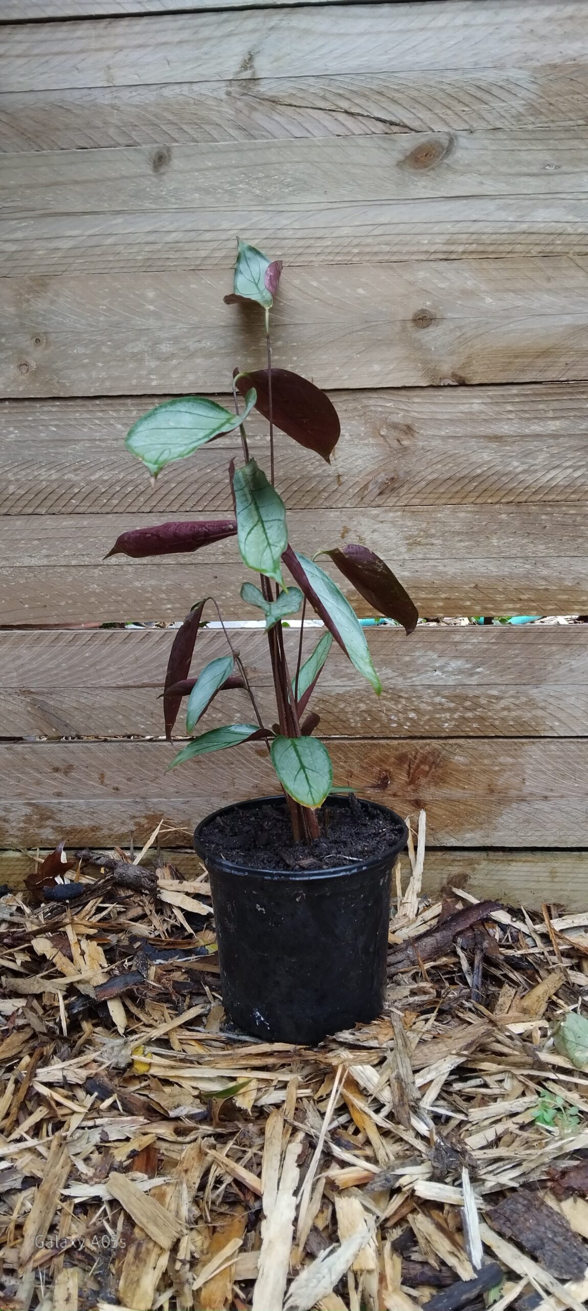 Ctenanthe Setosa (Never Never Plant)