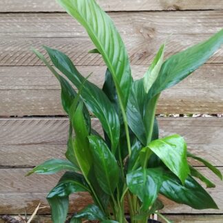 Sweet Chico Peace Lily