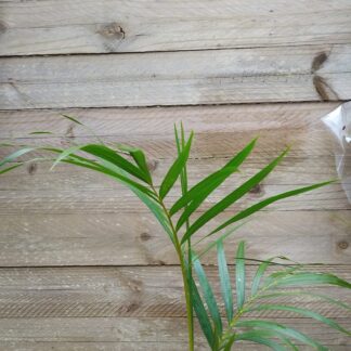 Chrysalidocarpus lutescens (Areca / Bamboo Palm)