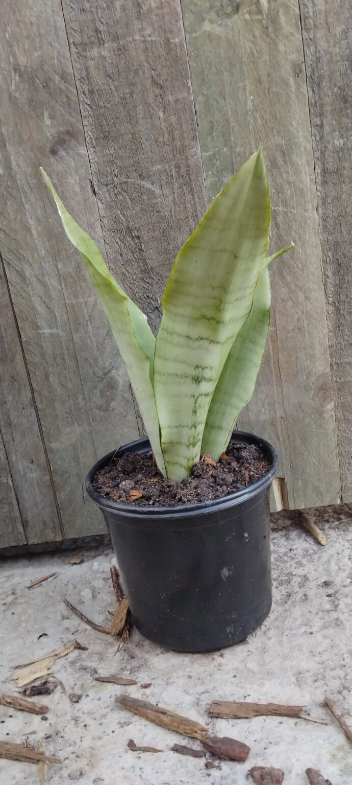JPEG_20250723_085526_4525337240159147176-scaled.jpg Moonshine Sansevieria