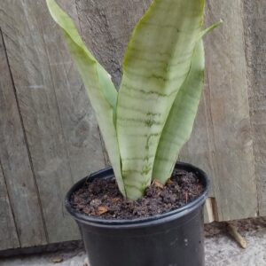 JPEG_20250723_085526_4525337240159147176-scaled.jpg Moonshine Sansevieria