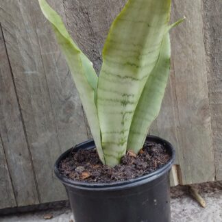 Moonshine Sansevieria
