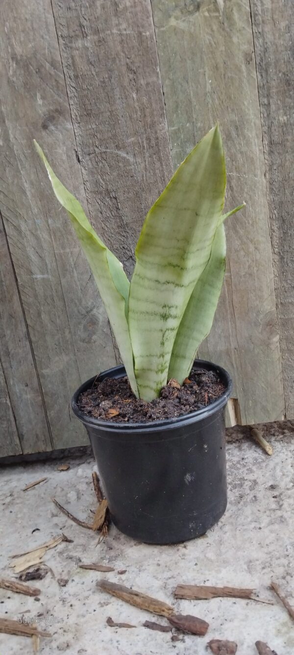 Moonshine Sansevieria
