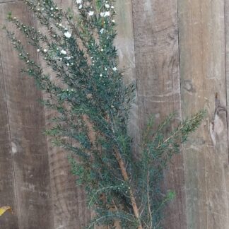 LEPTOSPERMUM SCOPARIUM Tea Bush - White 3L