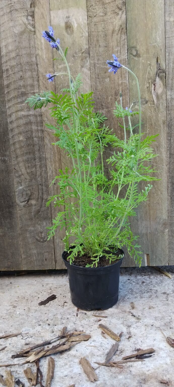 JPEG_20250723_121832_3000361209964380226-scaled.jpg LAVANDULA MULTIFIDA Fern Leaf Lavender