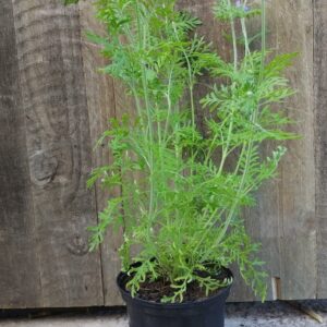 LAVANDULA MULTIFIDA Fern Leaf Lavender