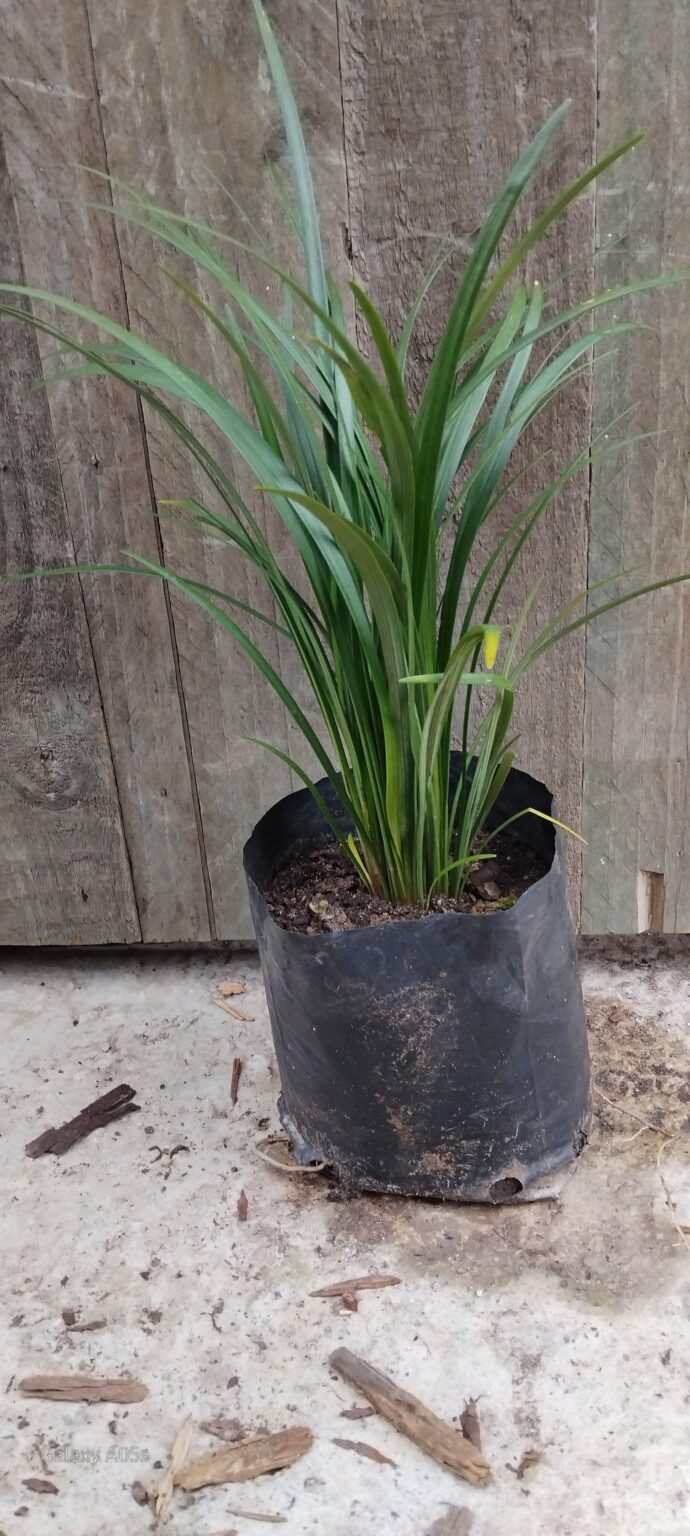 JPEG_20250724_100107_1914638465930547968-scaled.jpg LIRIOPE MUSCARI Lily Turf - Evergreen Giant 2,5L