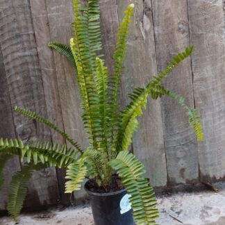Sword Fern 15cm