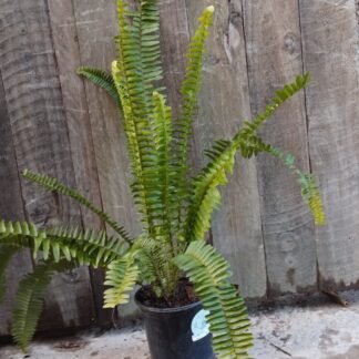 Sword Fern 15cm