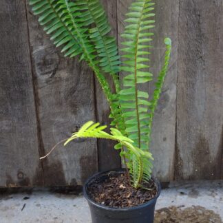 Sword Fern 12cm