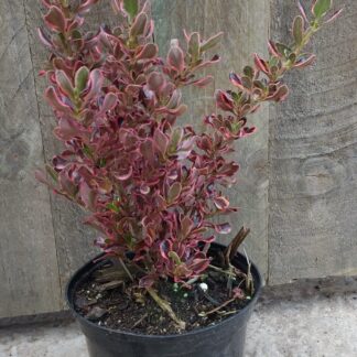 Coprosma Repens Sunrise