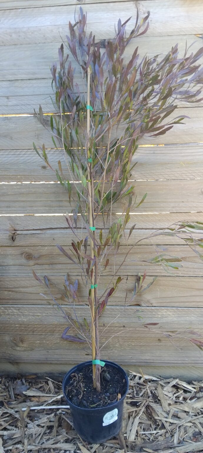 JPEG_20250816_091058_5411285278280723528-scaled.jpg Dodonaea Purple Hop