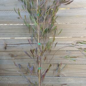 JPEG_20250816_091058_5411285278280723528-scaled.jpg Dodonaea Purple Hop