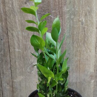 Ruscus Hypoglossum (Butcher's Broom)