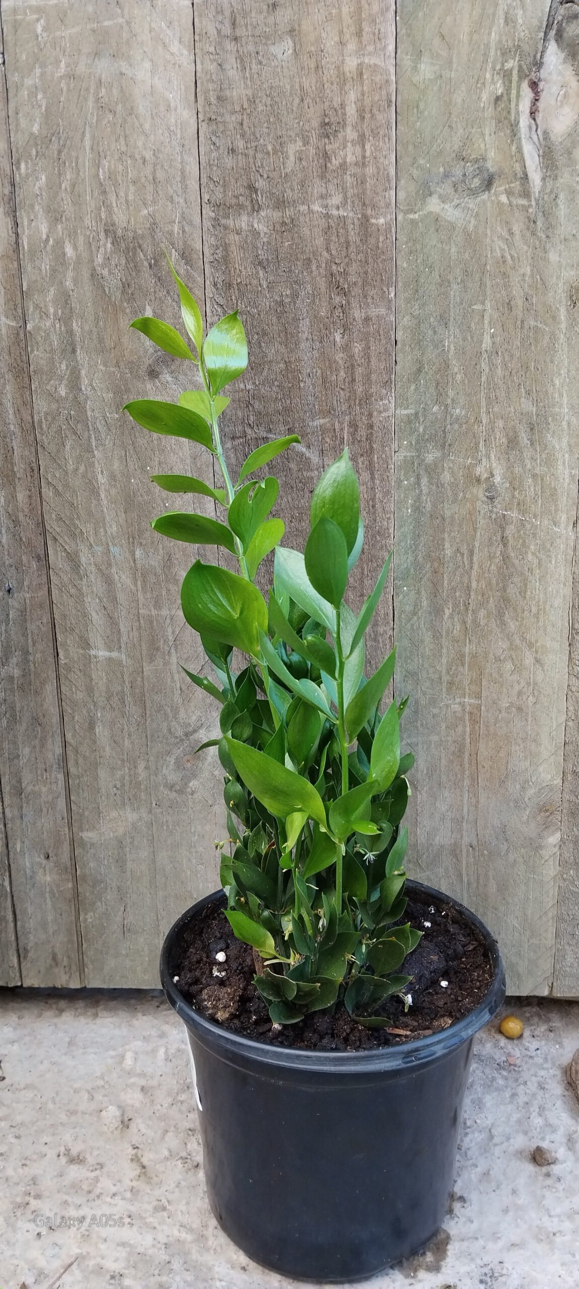 Ruscus Hypoglossum (Butcher's Broom)