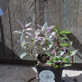 Tradescantia Nanook