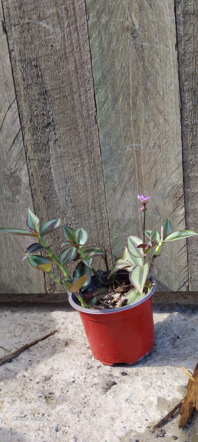 JPEG_20250912_144552_8140151717972827976-scaled.jpg Tradescantia Zebrine