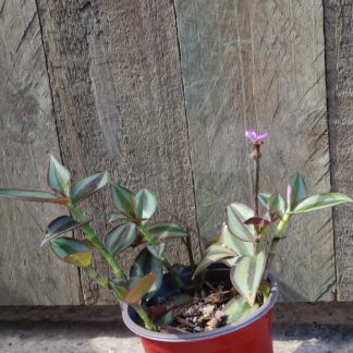 Tradescantia Zebrine