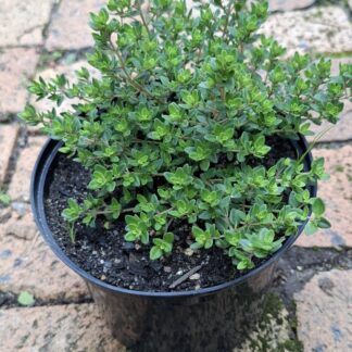 THYMUS CITRIODORUS Lemon Thyme 15cm
