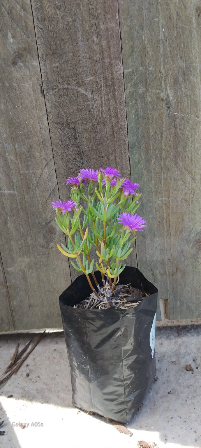 JPEG_20250918_132302_8438936222832486041-scaled.jpg Lampranthus Coccineus