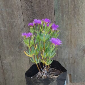 Lampranthus Coccineus